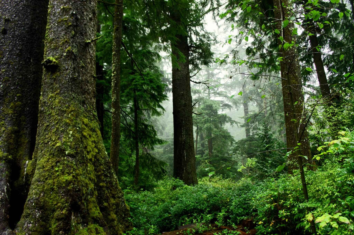 Trees in the Forest